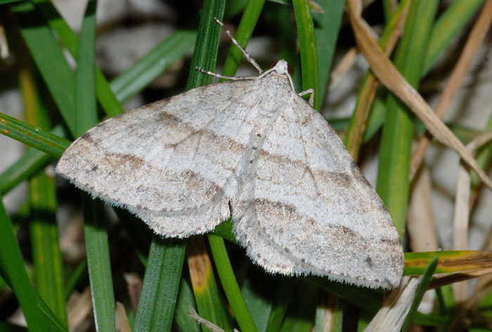Geometridae M. Faverghera 2